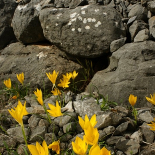 Sternbergia lutea